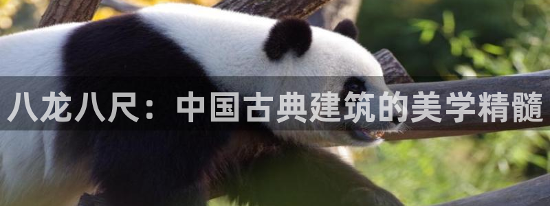 U8国际平台主管
